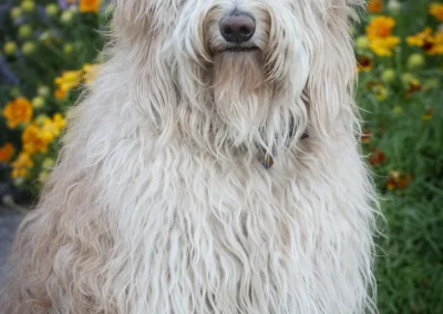 Scottsdale-Phoenix-Pet-Animal-Photography