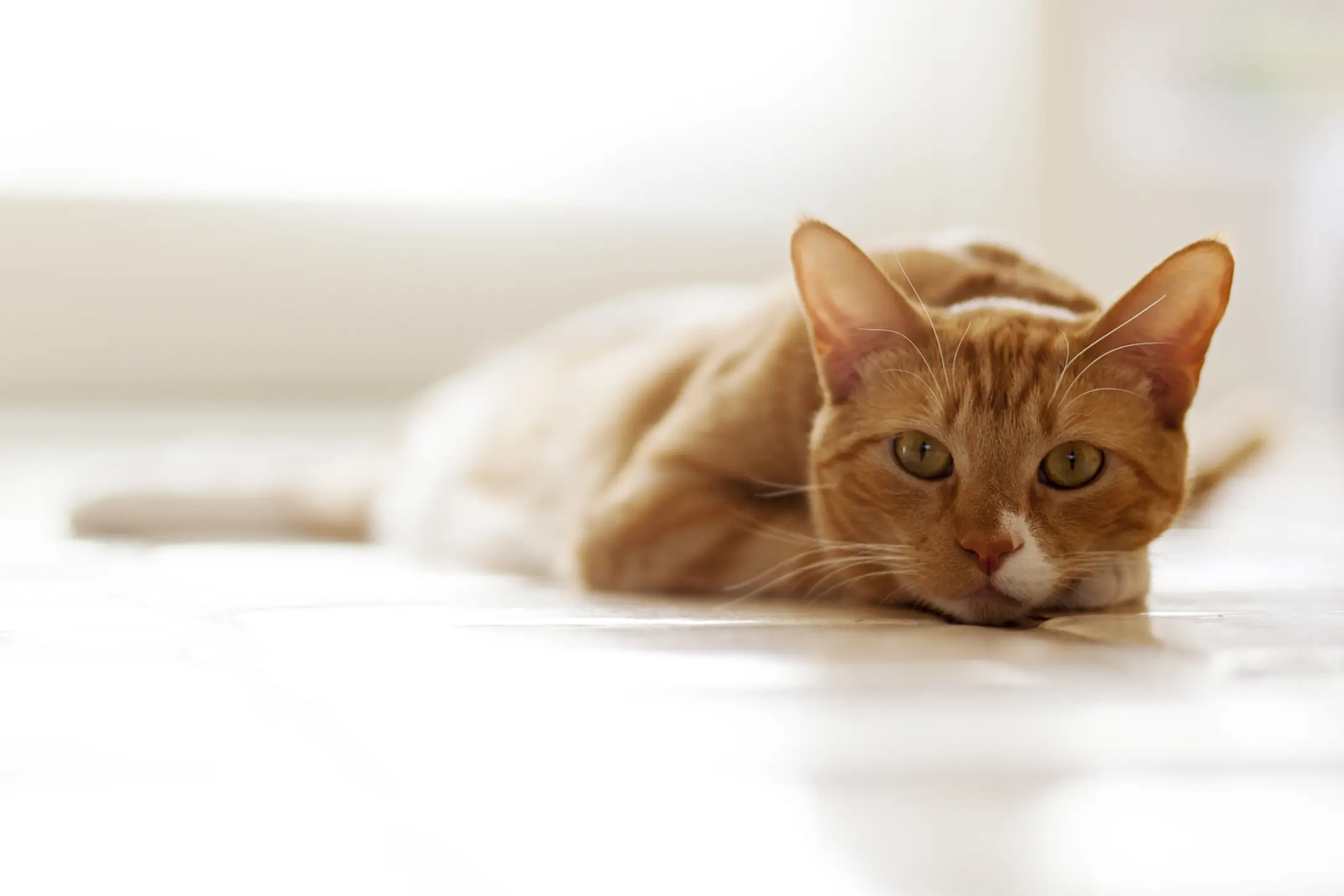 Scottsdale Phoenix Pet Photographer