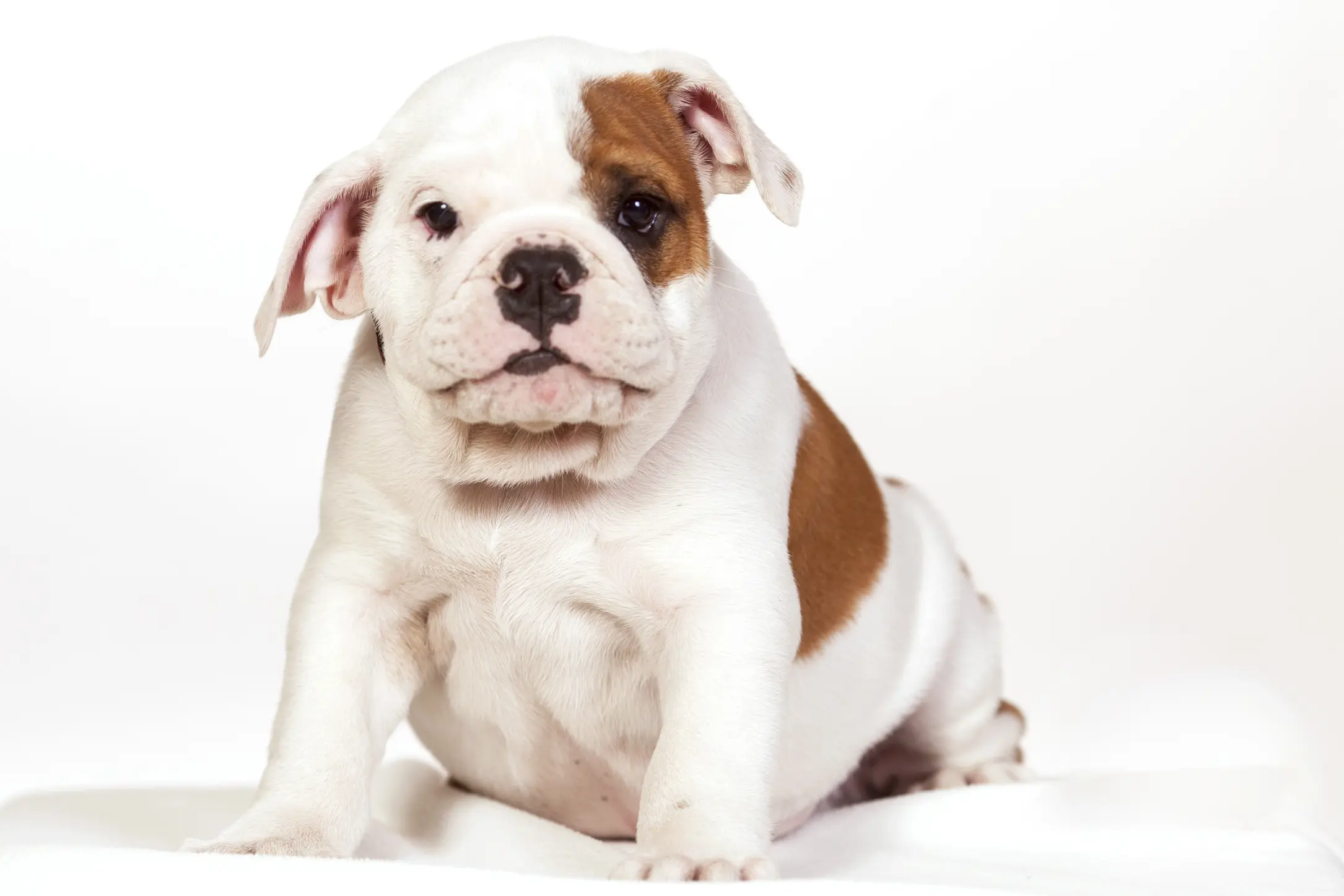 Scottsdale-Phoenix-Pet-Animal-Photography