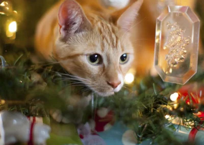 Scottsdale-Phoenix-Pet-Animal-Photography