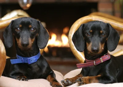 Scottsdale-Phoenix-Pet-Animal-Photography