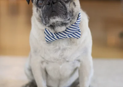 Scottsdale-Phoenix-Pet-Animal-Photography