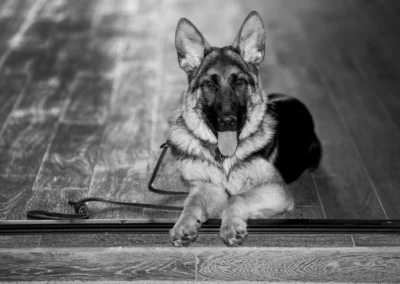 Scottsdale-Phoenix-Pet-Animal-Photography