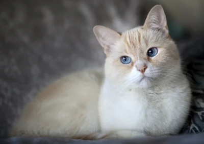 Scottsdale-Phoenix-Pet-Animal-Photography