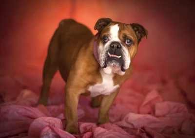 Scottsdale-Phoenix-Pet-Animal-Photography