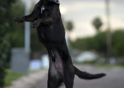 Scottsdale-Phoenix-Pet-Animal-Photography