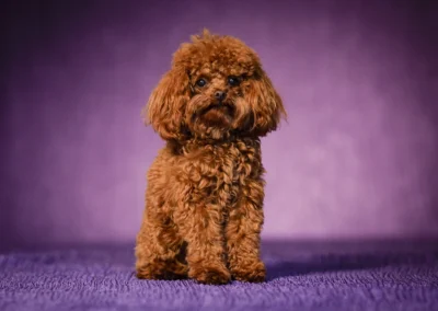 Scottsdale-Phoenix-Pet-Animal-Photography