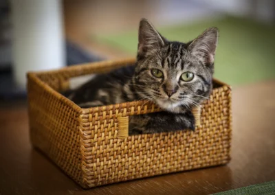 Scottsdale-Phoenix-Pet-Animal-Photography