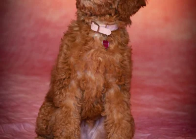 Scottsdale-Phoenix-Pet-Animal-Photography