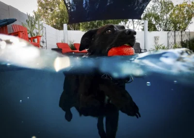 Scottsdale-Phoenix-Pet-Animal-Photography