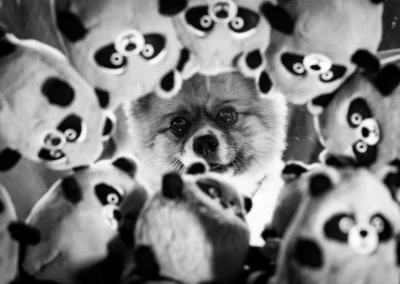 Scottsdale-Phoenix-Pet-Animal-Photography