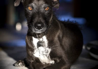 Scottsdale-Phoenix-Pet-Animal-Photography