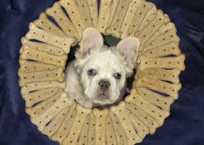 Scottsdale-Phoenix-Pet-Animal-Photography