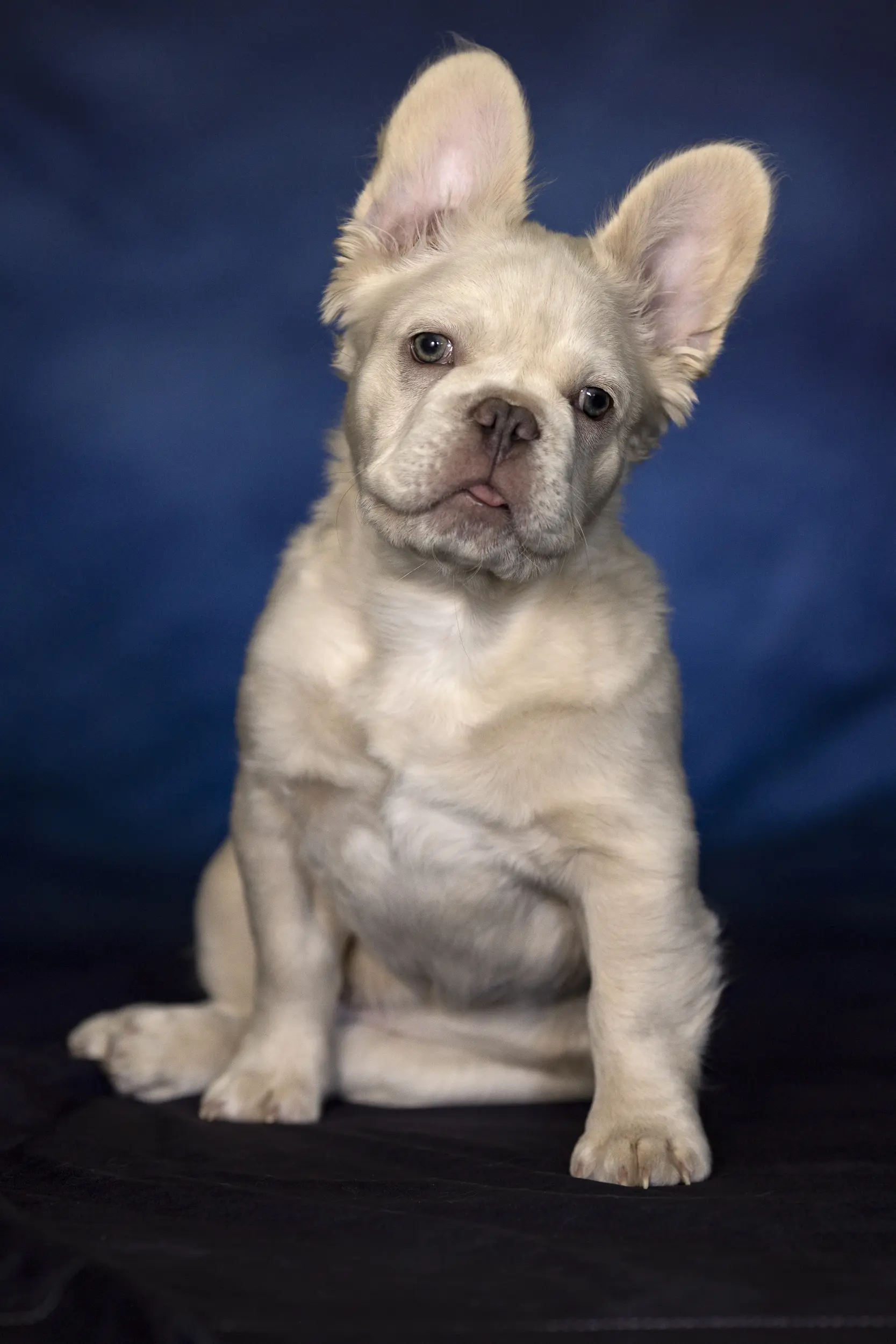 Scottsdale-Phoenix-Pet-Animal-Photography-Photographer