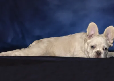 Scottsdale-Phoenix-Pet-Animal-Photography