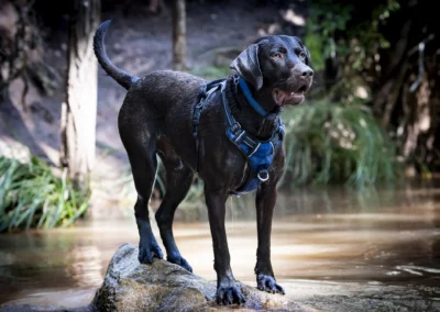 Scottsdale-Phoenix-Pet-Animal-Photography-Photographer